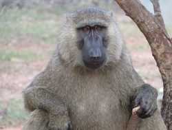 20210209185817 Kakum National Park sitting baboon
